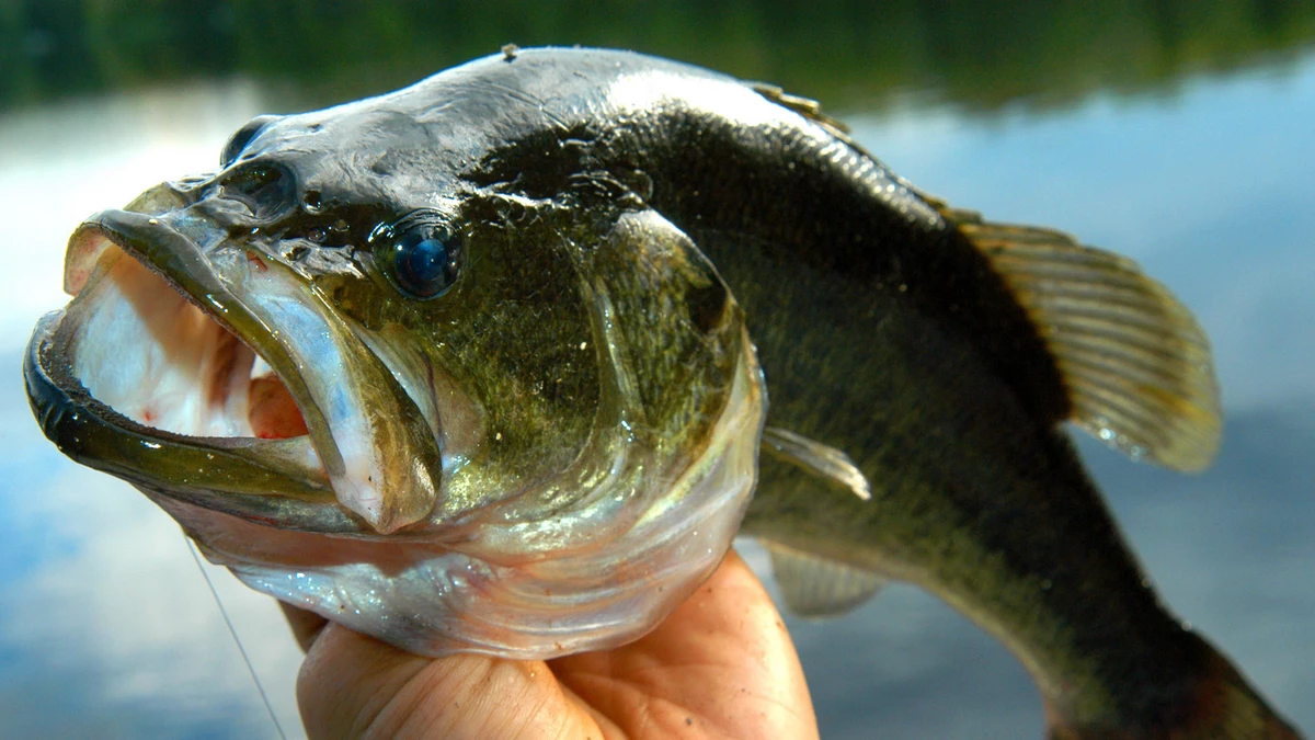 The bass are biting in New Jersey fresh waters