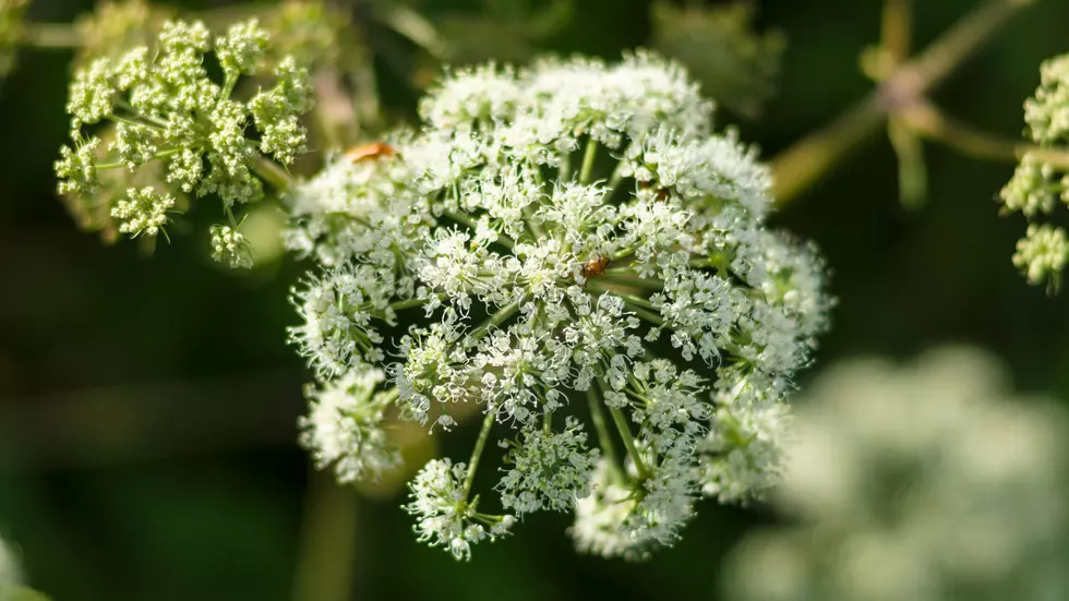 This poisonous plant can kill you and it’s all over NJ