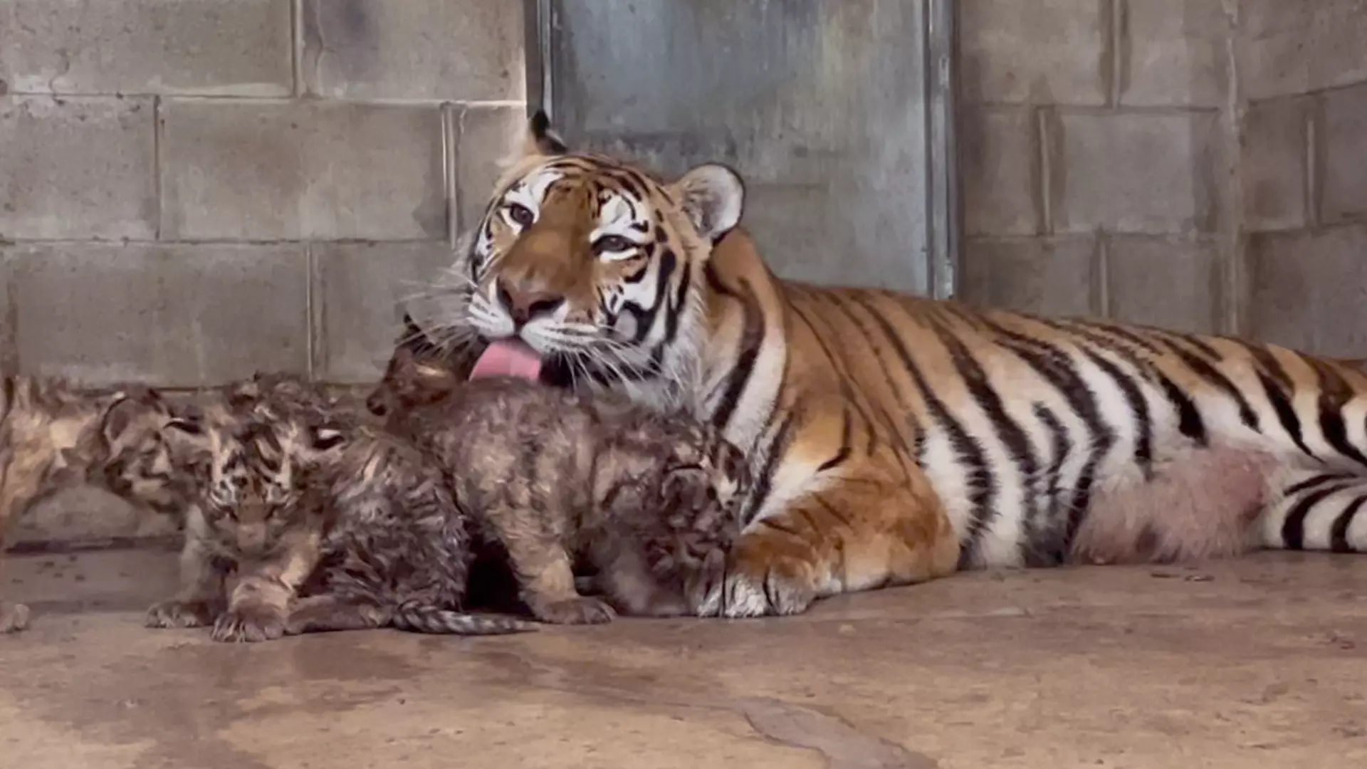 Tiger Island's twin cubs make their public debut (PHOTO) – SheKnows