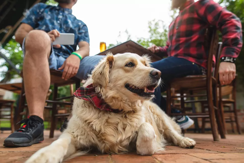New Jersey beach town bar's 'Yappy Hour' lets dogs unwind with their owners