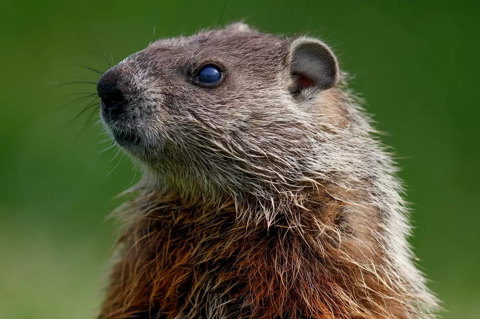 Camden County, NJ officials hope latest rabies case is not Groundhog Day