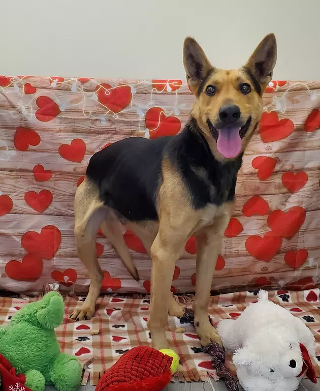 Max Scherzer's canine twin, who lives in a Virginia shelter, needs