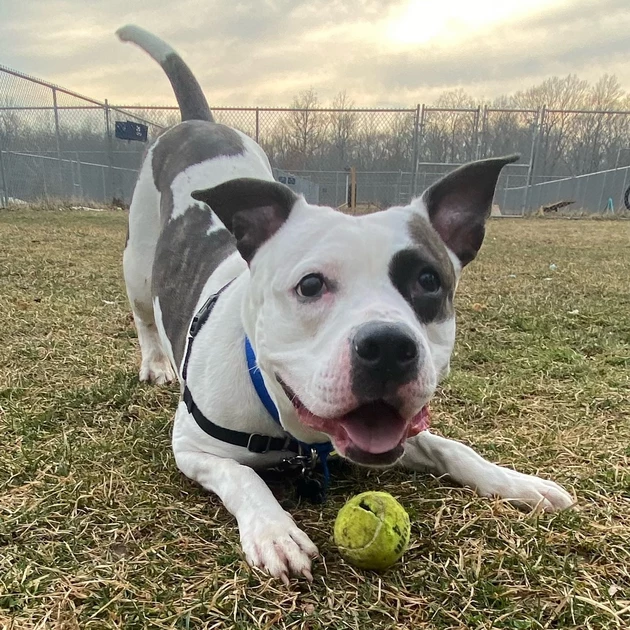 Max Scherzer (aka Ty) is available for adoption at PetConnect Rescue