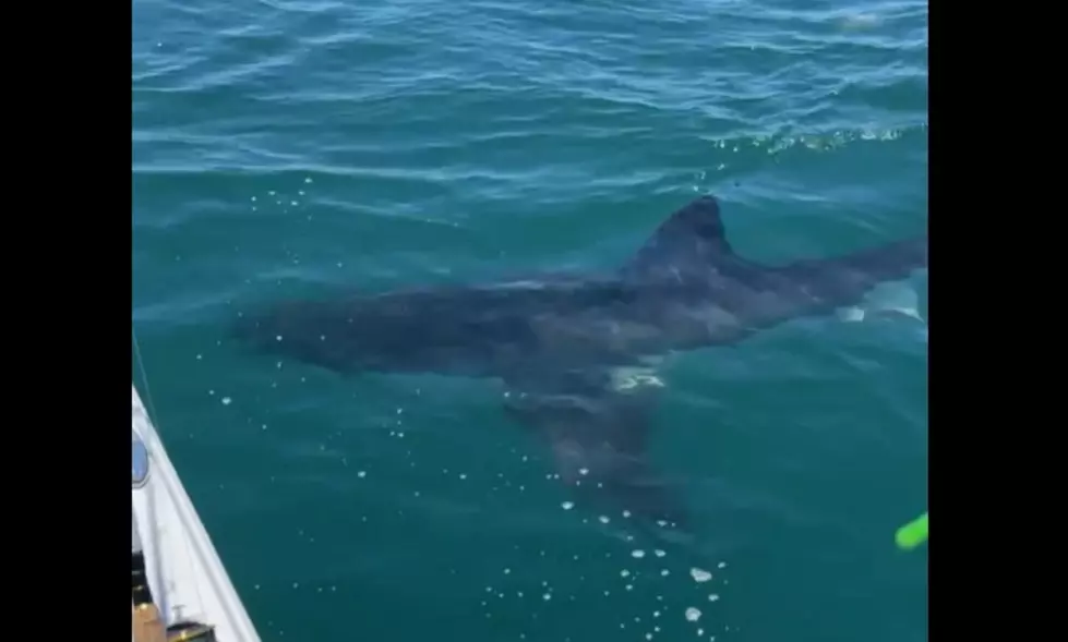 Several large great white sharks are being tracked near NY/NJ beaches