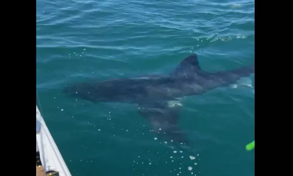 WATCH: Encounter with massive Great White shark off Sea Isle City