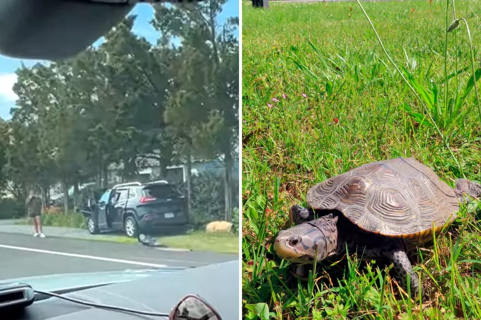 Turtle crossing road blamed for NJ three vehicle crash