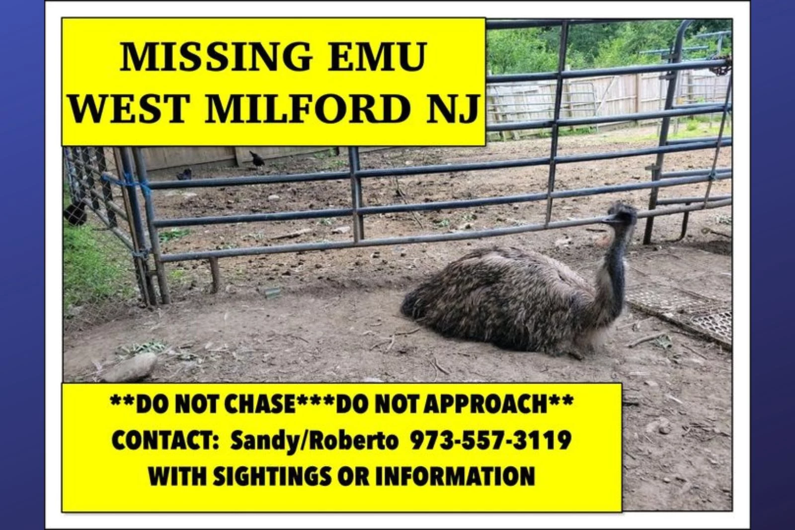 Wrak Kilimanjaro kosten Lost emu escapes West Milford, NJ farm; remains missing