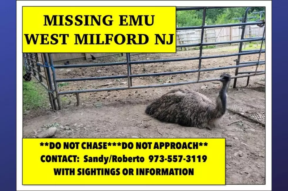 Lost emu escapes West Milford, NJ farm; remains missing
