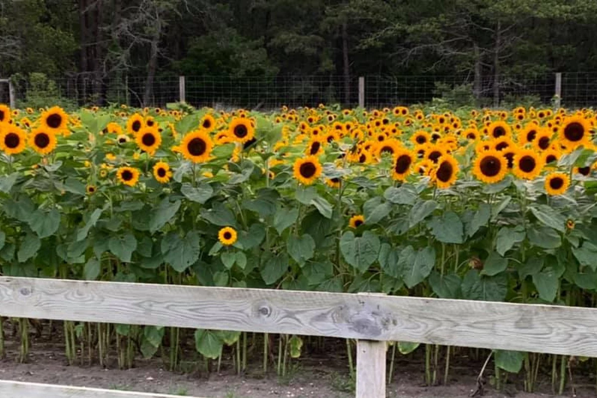 Enjoy a spectacular sunflower festival in Forked River