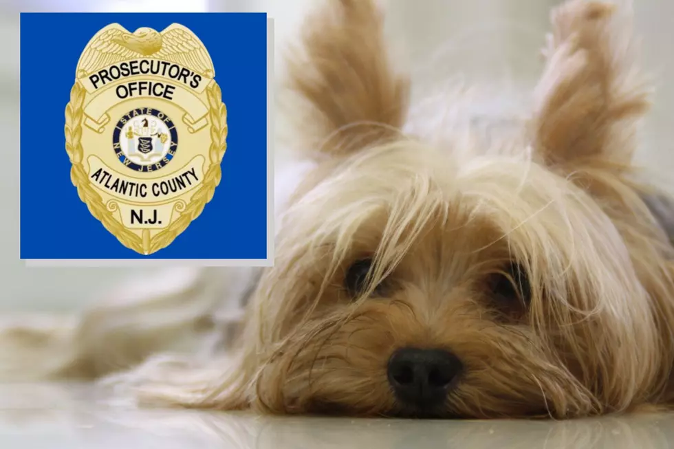 Atlantic City, NJ man admits to gruesome killing of woman&#8217;s puppy