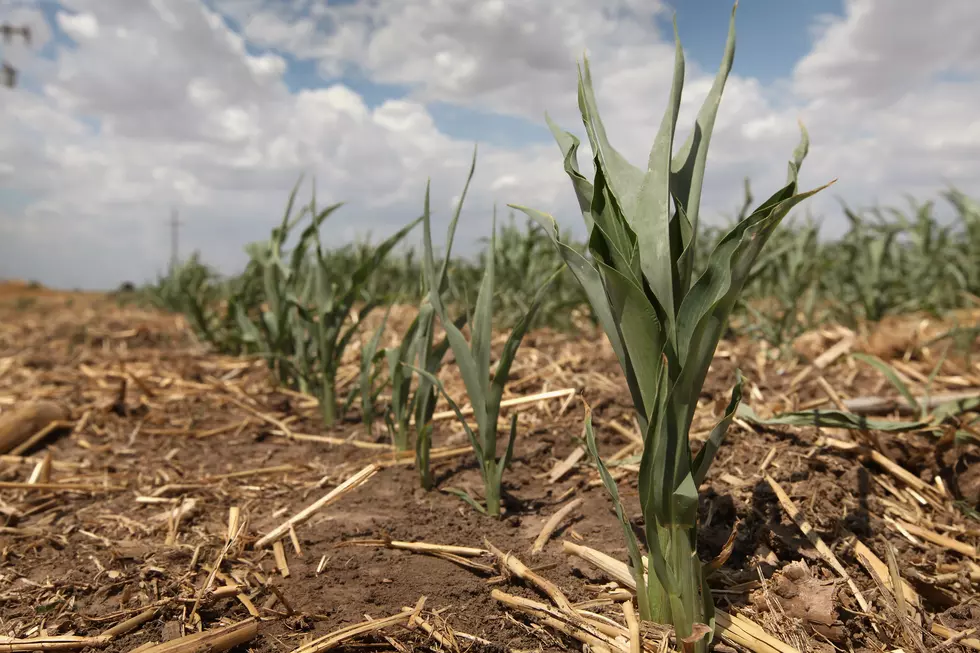 Record Heat Wave Exacerbates Devastating Drought In Central U.S.