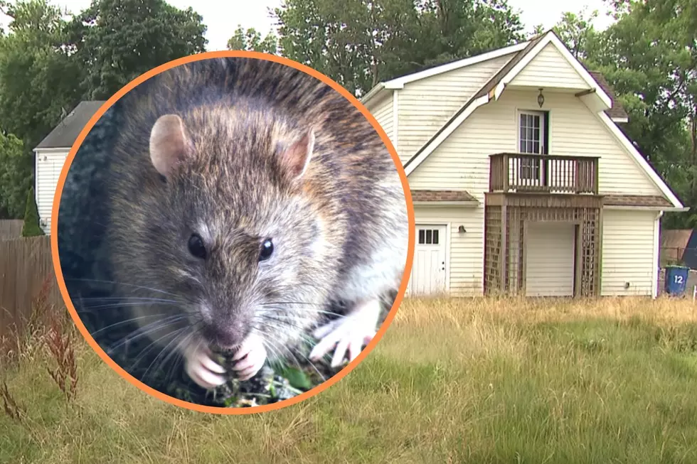 Rats have taken over a Manville, NJ neighborhood after Ida