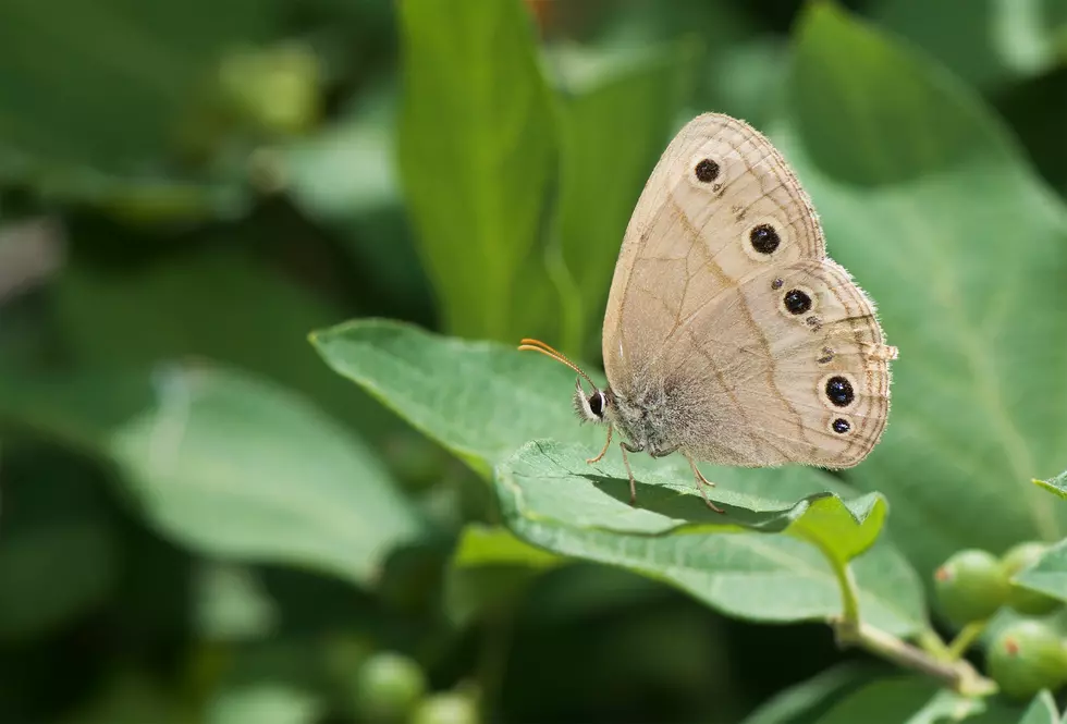 Go on a Hike and Learn About NJ’s Native Butterflies