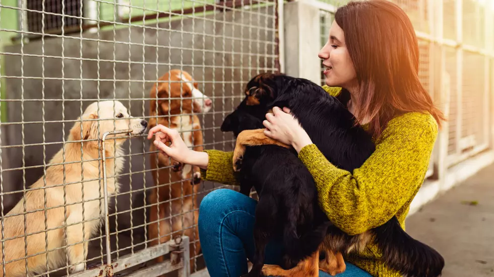 NJ animal shelter needs your help to remain a no-kill facility