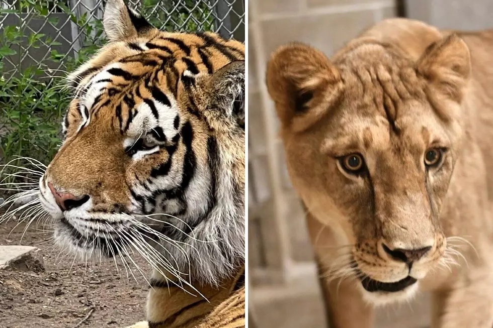 Popcorn Park Zoo welcomes new lions, tigers to NJ from Canada