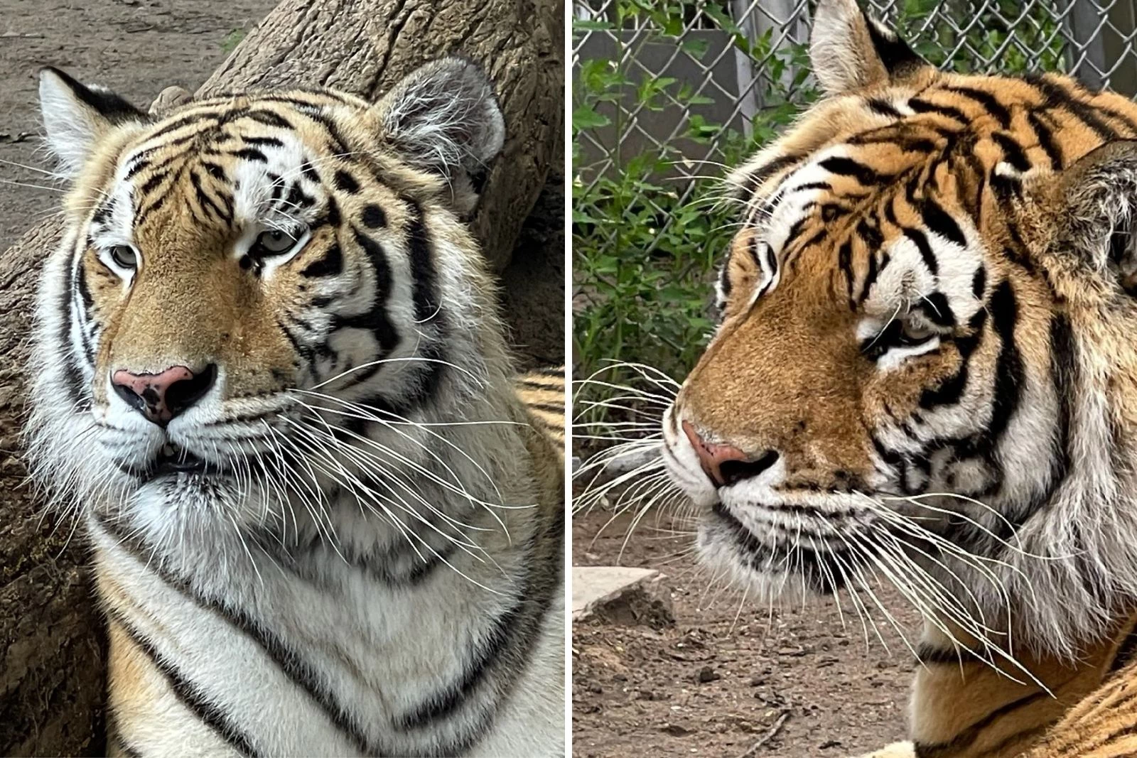 Popcorn Park Zoo welcomes new lions, tigers to NJ from Canada