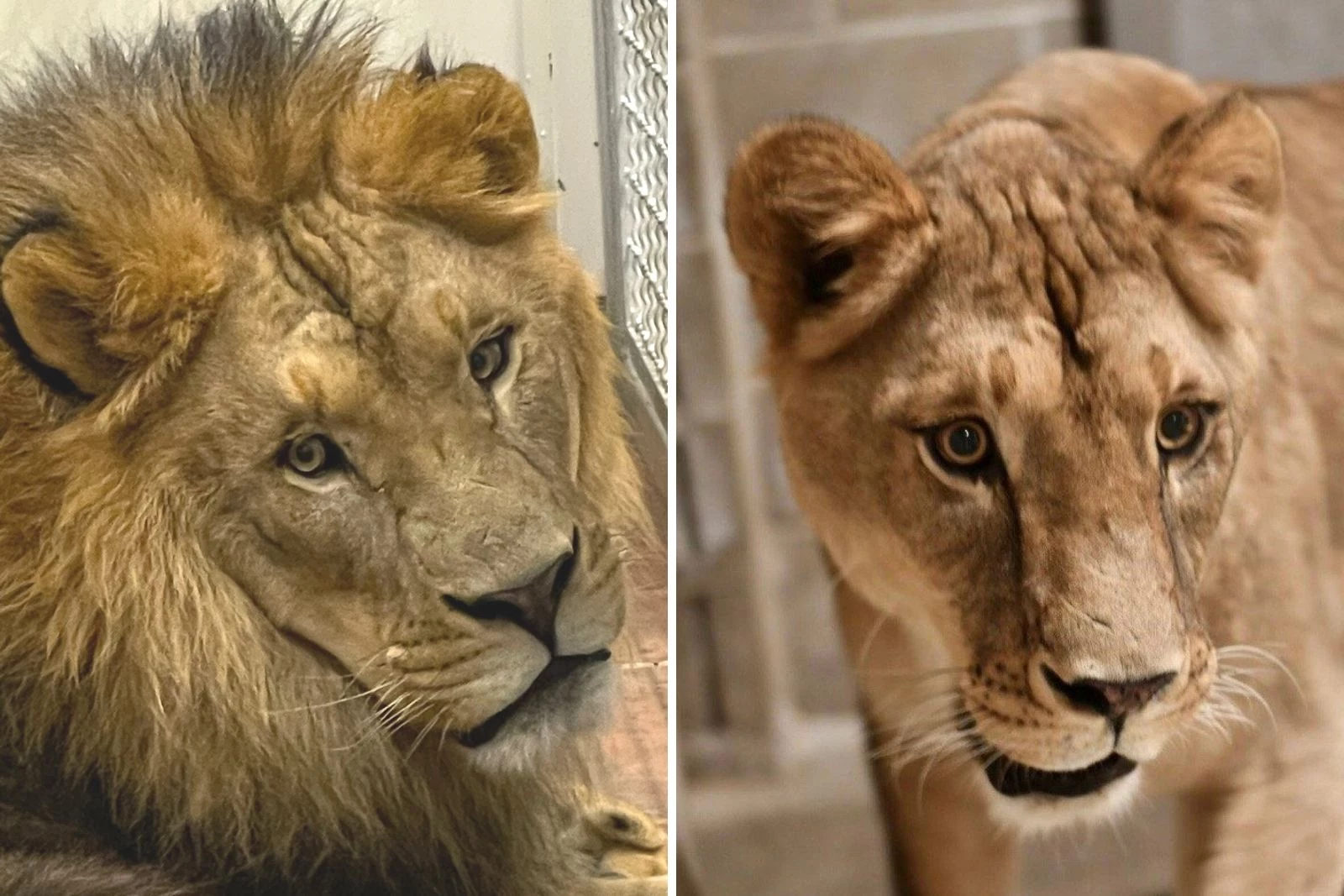 Popcorn Park Zoo welcomes new lions, tigers to NJ from Canada pic