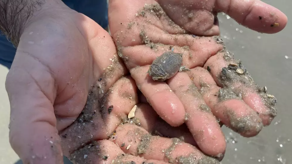 If you swim at the Jersey Shore, these things are right under your feet