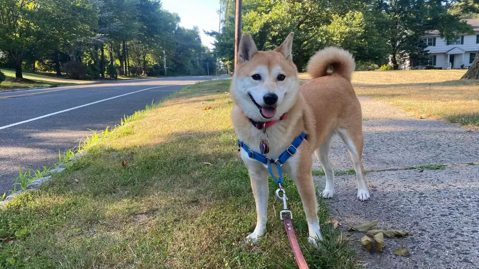 Extreme heat: Keeping our furry friends safe