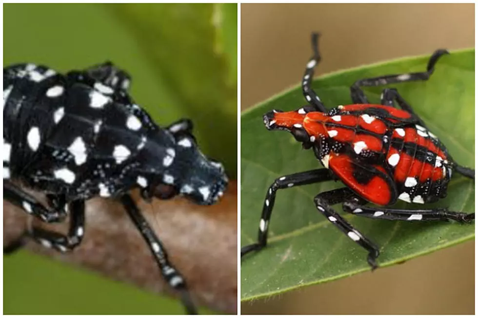 Spotted lanternflies are back: Here’s how to get rid of this plague (Opinion)