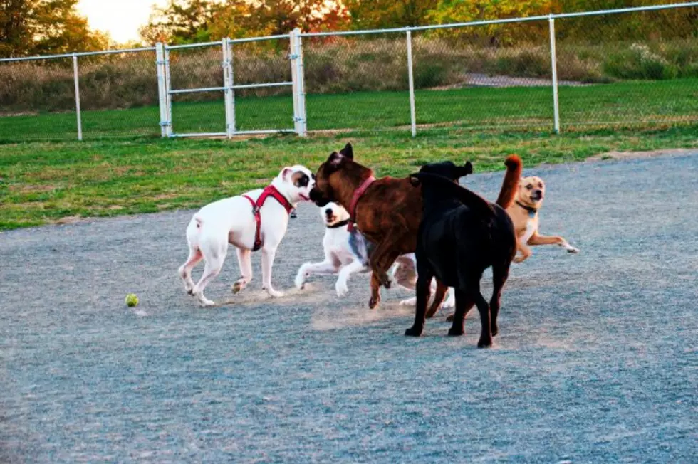 Metuchen-Edison Community Dog Park