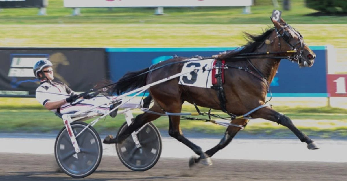 Horse collapses, dies mid-race at NJSS in East Rutherford, NJ