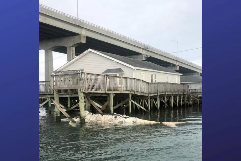 Dead humpback whale found under docks in North Wildwood (Photo Credit: Grassy Sound Marina Facebook)