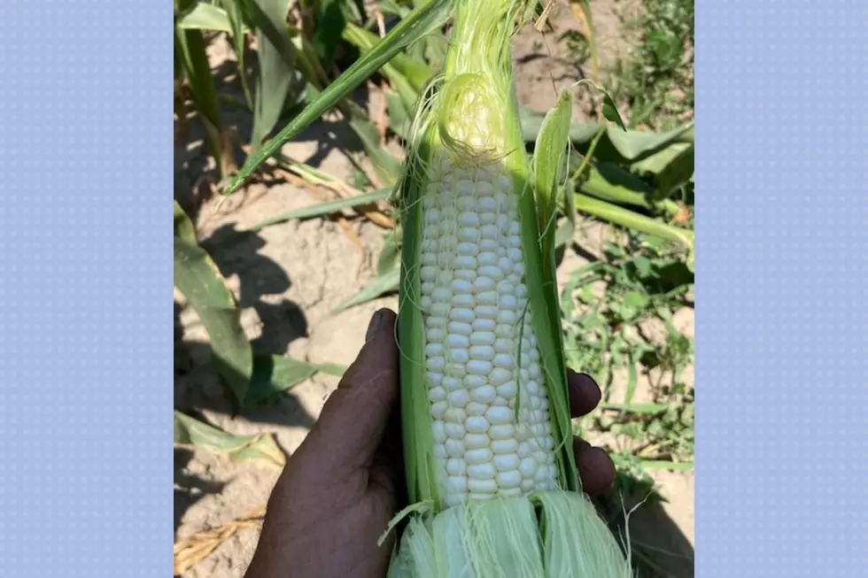 A late start but NJ corn is now ready for picking