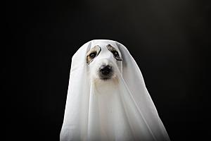 NJ veterinarian: 6 dangerous Halloween risks for your pets