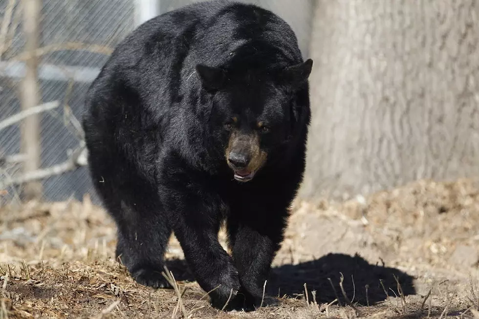Be alert: Tips on how to defend yourself against black bears in NJ
