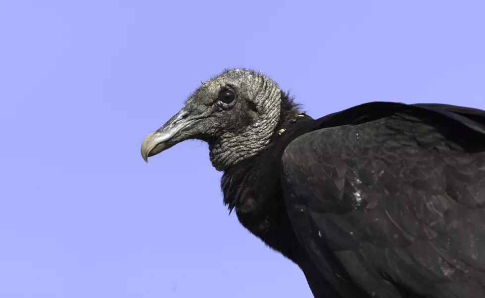 Lafayette trail closed as bird flu kills more than 100 vultures