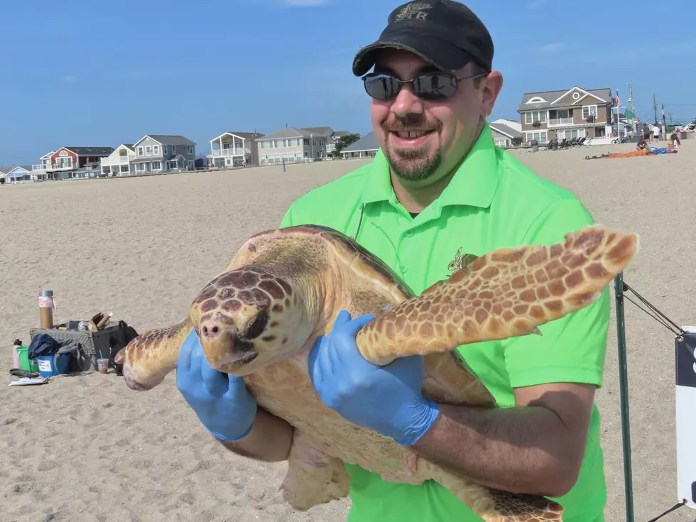 Super tough turtle among 8 returned to ocean at Jersey Shore