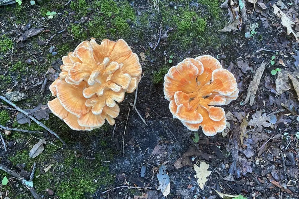 Poisonous mushrooms in New Jersey you don’t want to eat