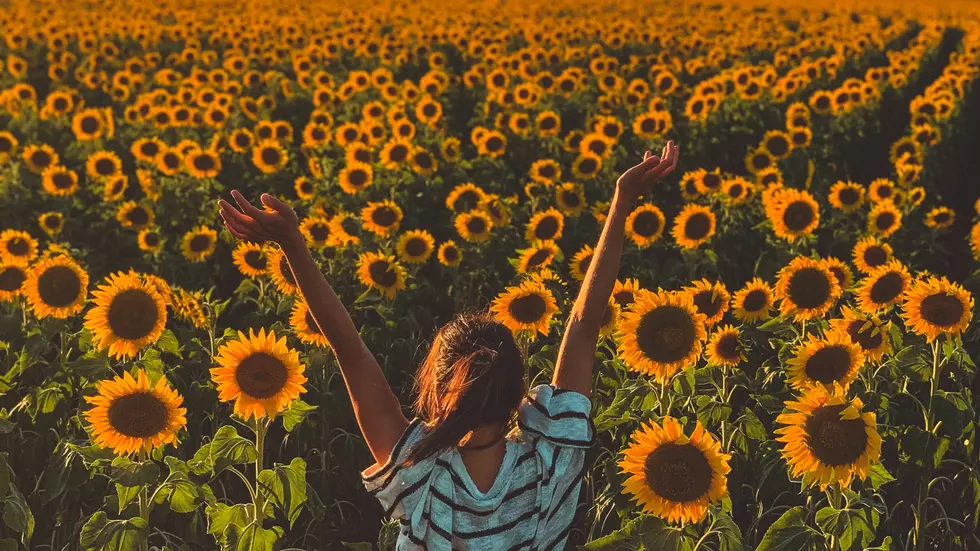 5 sunflower fields in NJ to visit for the beauty (and photo ops)