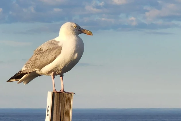 Seagulls, the bane of the Jersey Shore: Getting fatter and more aggressive?