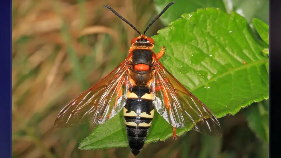 NJ Has Yet Another Killer Insect On the Loose Right Now
