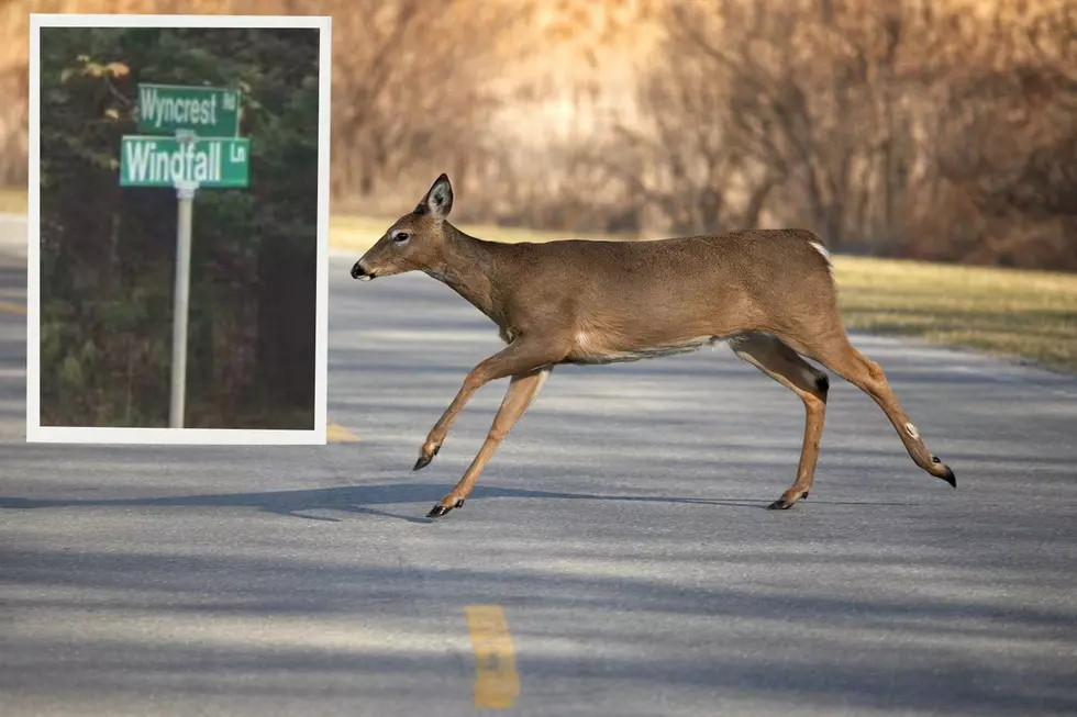 Ouch! Deer injures man riding on bicycle in Marlboro, NJ
