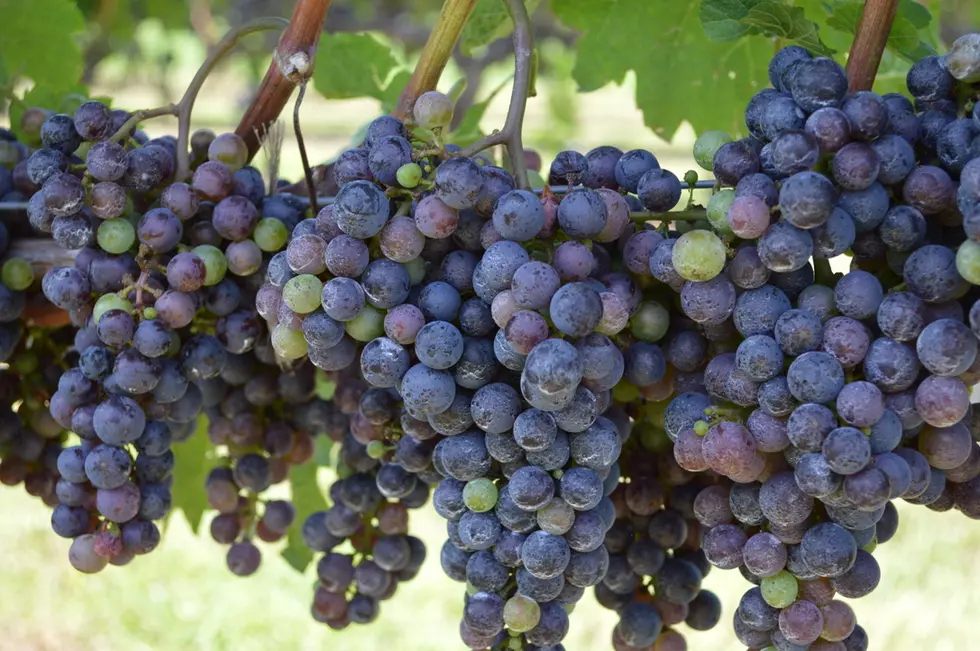 Red or White: Grape Harvesting, Winemaking Season Underway in NJ