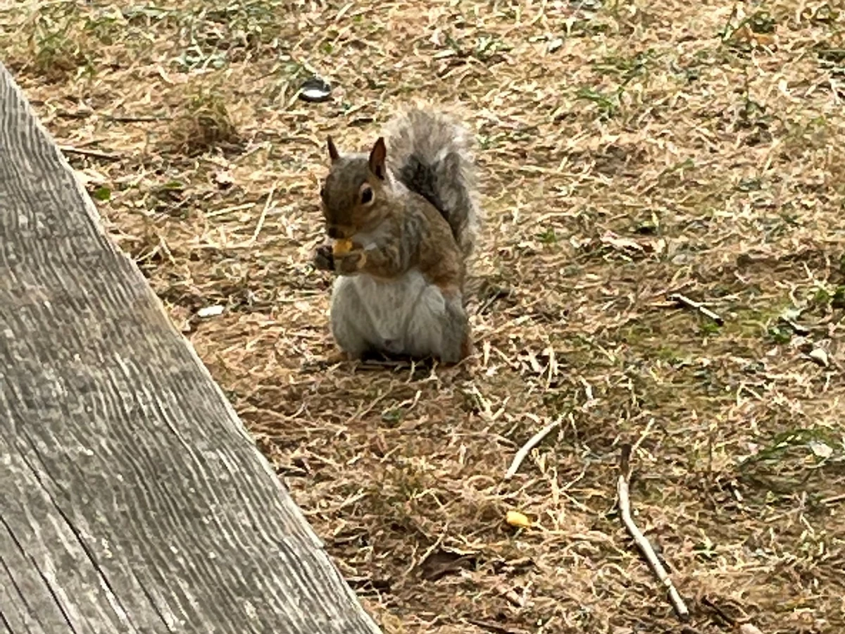 Meet this curious NJ squirrel that walks right up to you