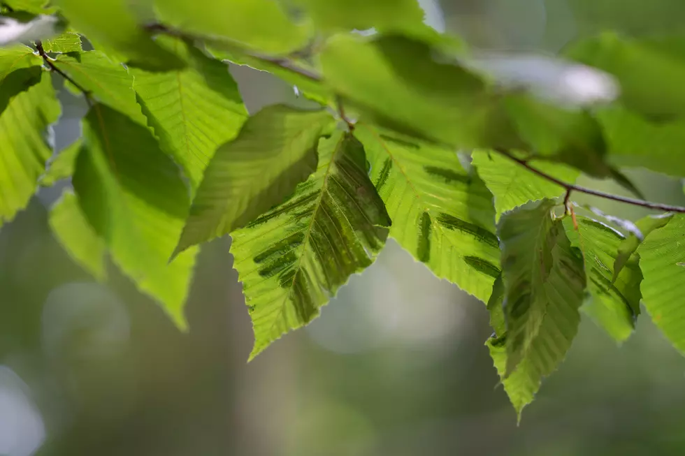 A New and Mysterious Disease in NJ is Killing Off Certain Trees