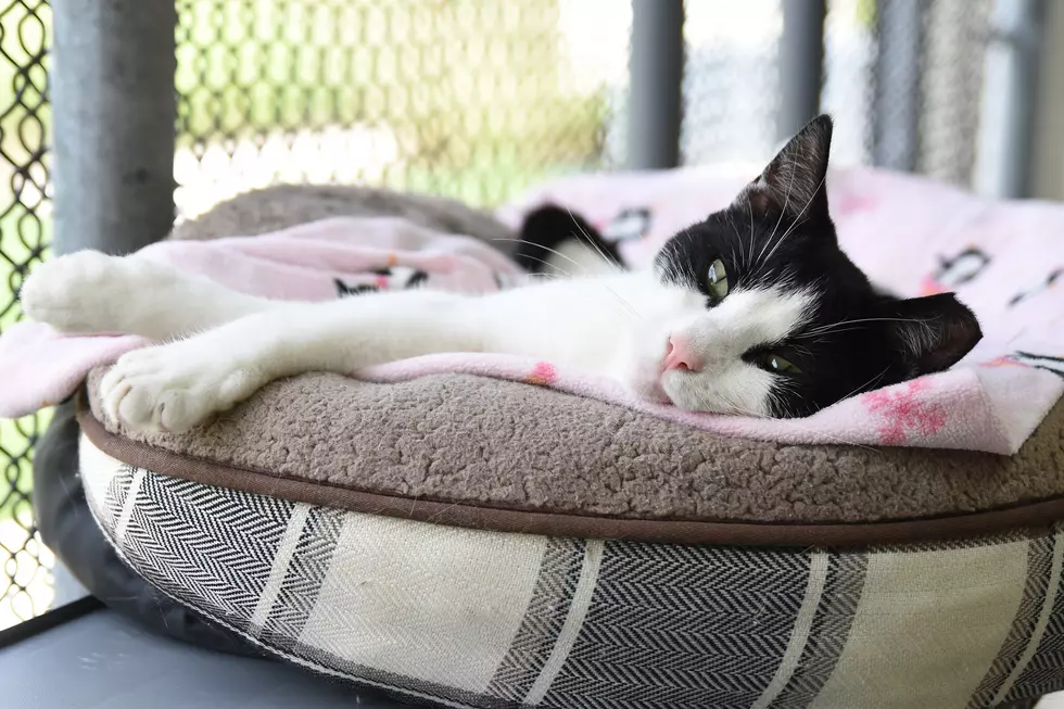 These cats at NJ sanctuary need ‘furever’ homes: Adoption fees lowered