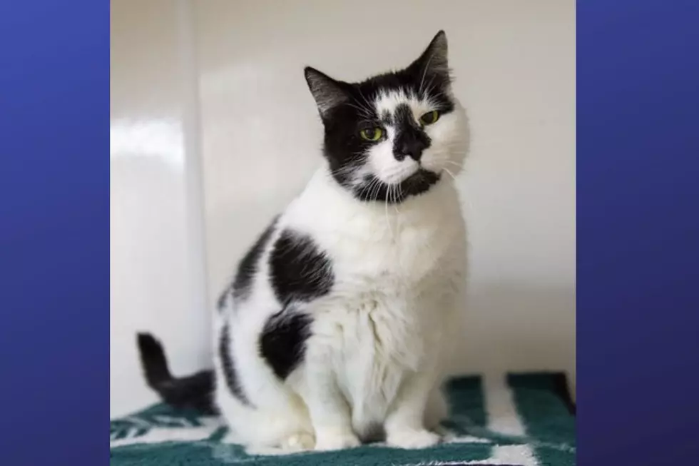 These cats at NJ sanctuary need &#8216;furever&#8217; homes: Adoption fees lowered