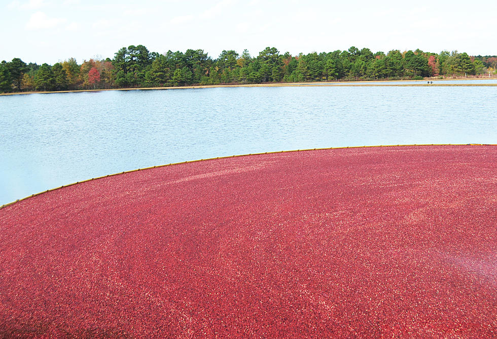 NJ Produces a lot of America&#8217;s Cranberries: Could Crop Be Wiped Out?