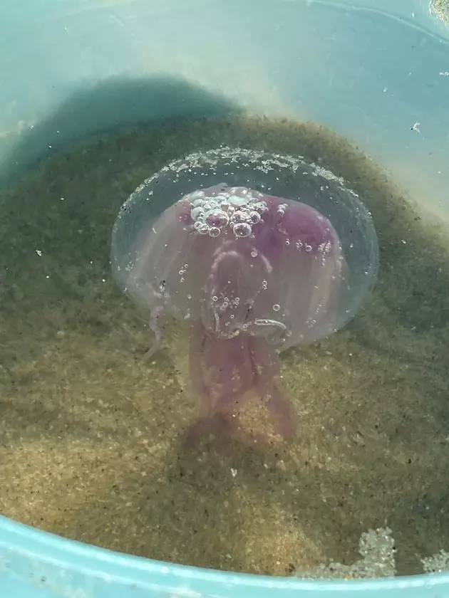 Ouch! Rare stinging jellyfish invades the Jersey Shore