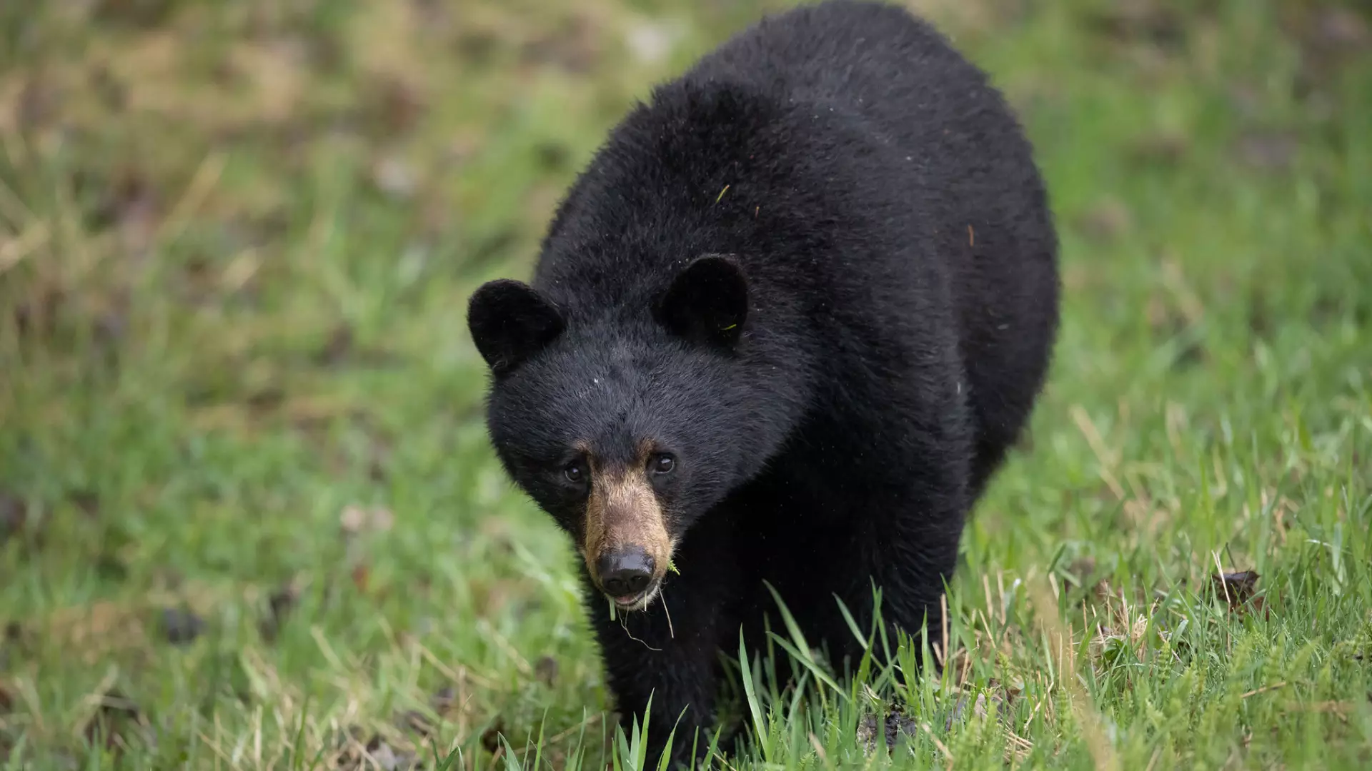 Beware of black bear in South Jersey