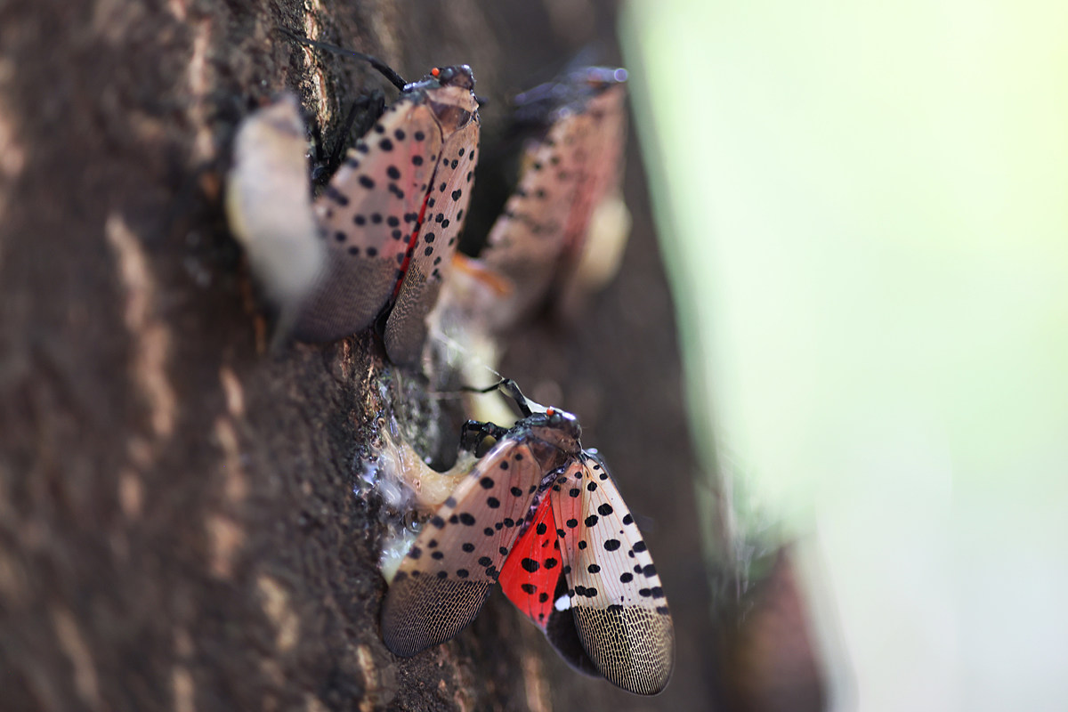 Why this year might reveal how bad lanternflies really are in NJ