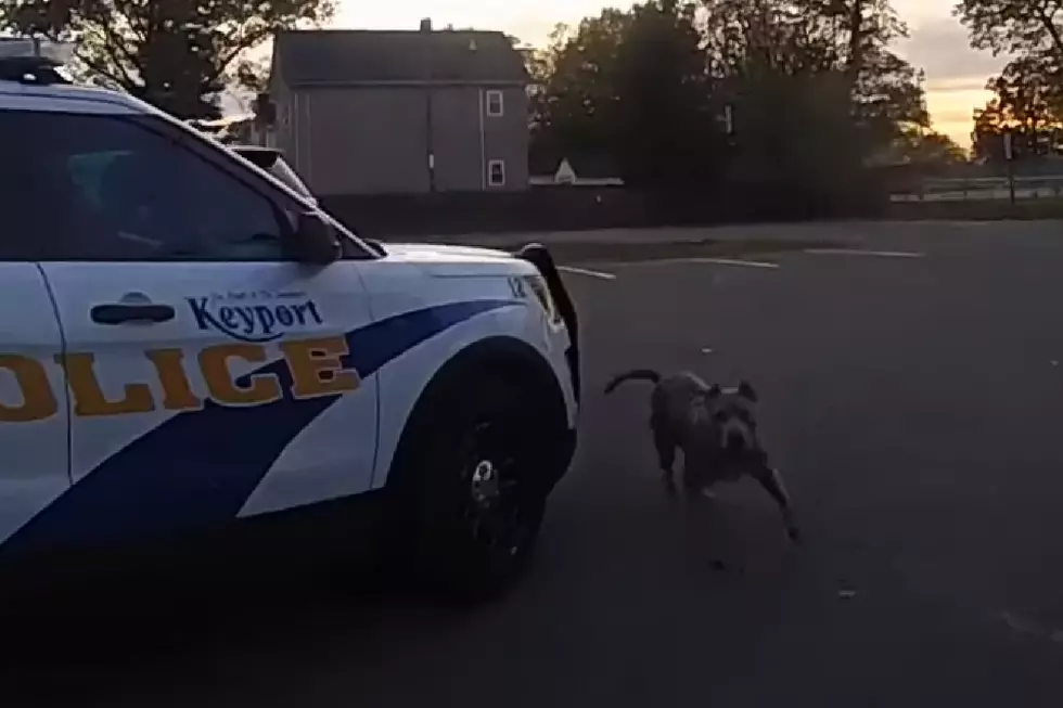 Bodycam shows Keyport cop did nothing wrong in shooting dog (Opinion)