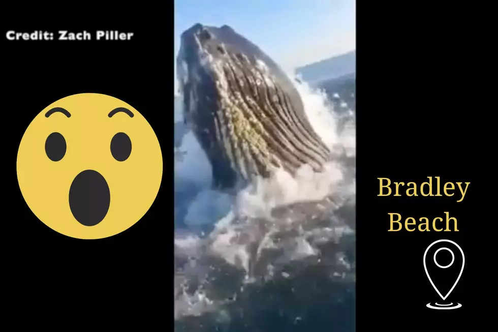 Yikes! Massive whale breaches next to father and son fishing in Bradley Beach, NJ