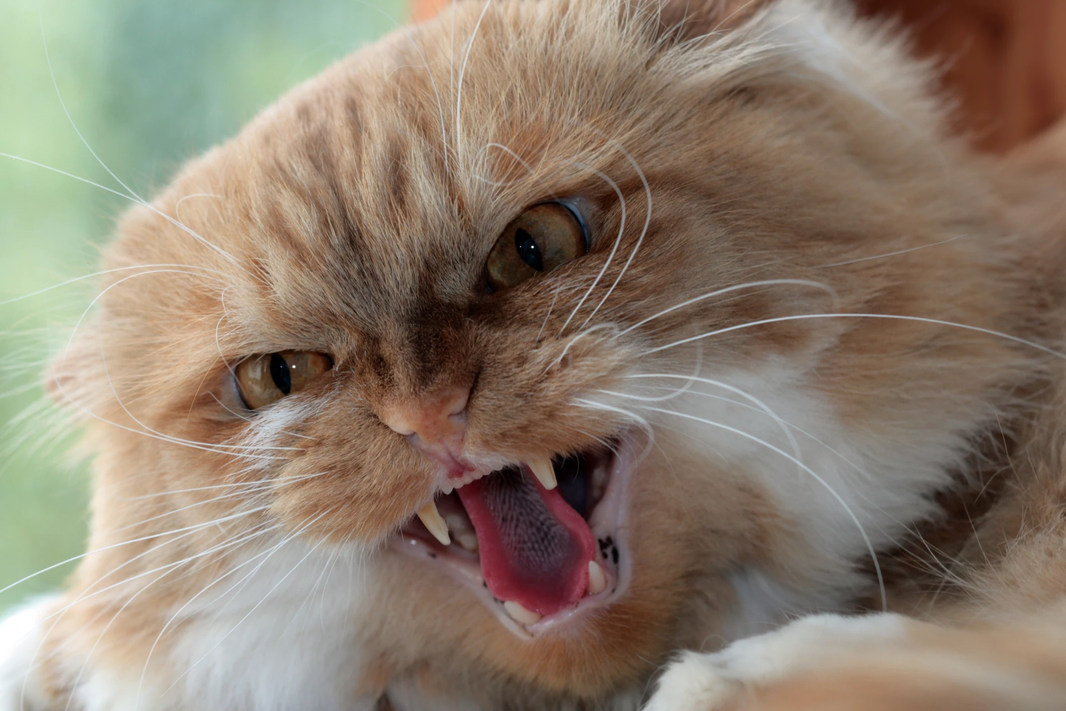 Rabid Stray Cat Attacks Manchester, New Jersey Residents