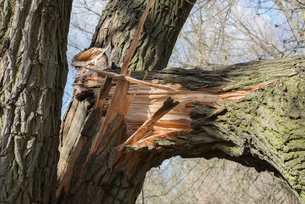 broken fallen trunk old poplar tree